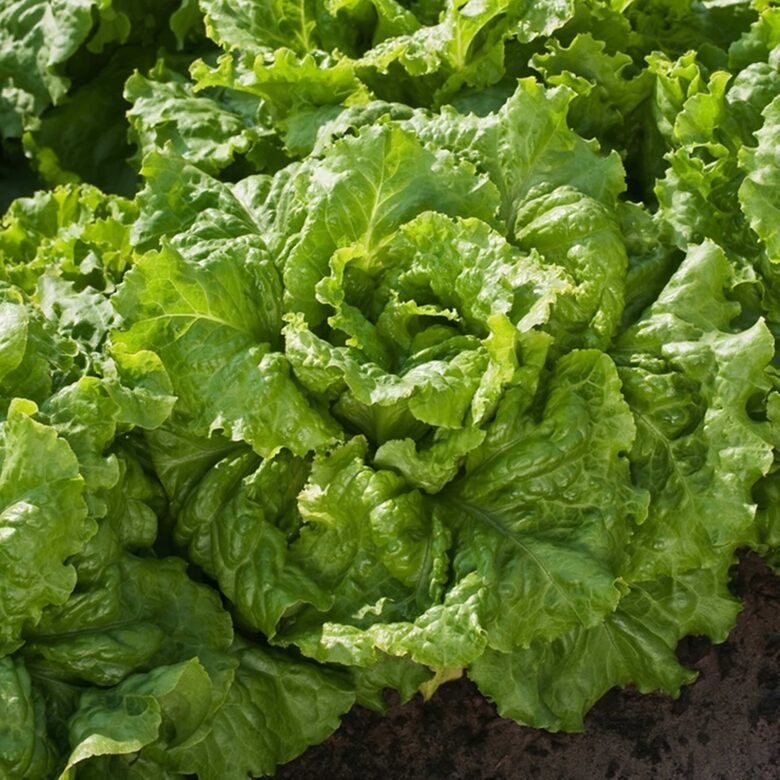 Dārza salāti 'Blonde de Paris' (Lactuca sativa) 0,5g